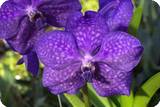 Vanda / Ascocenda